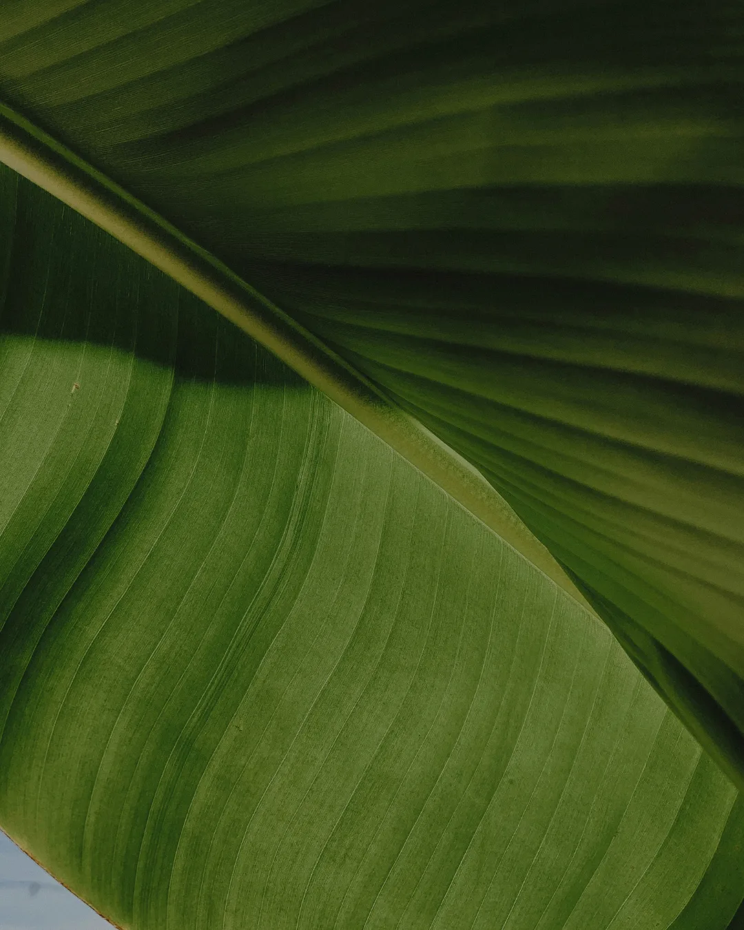 Close-up of a lush green tropical leaf