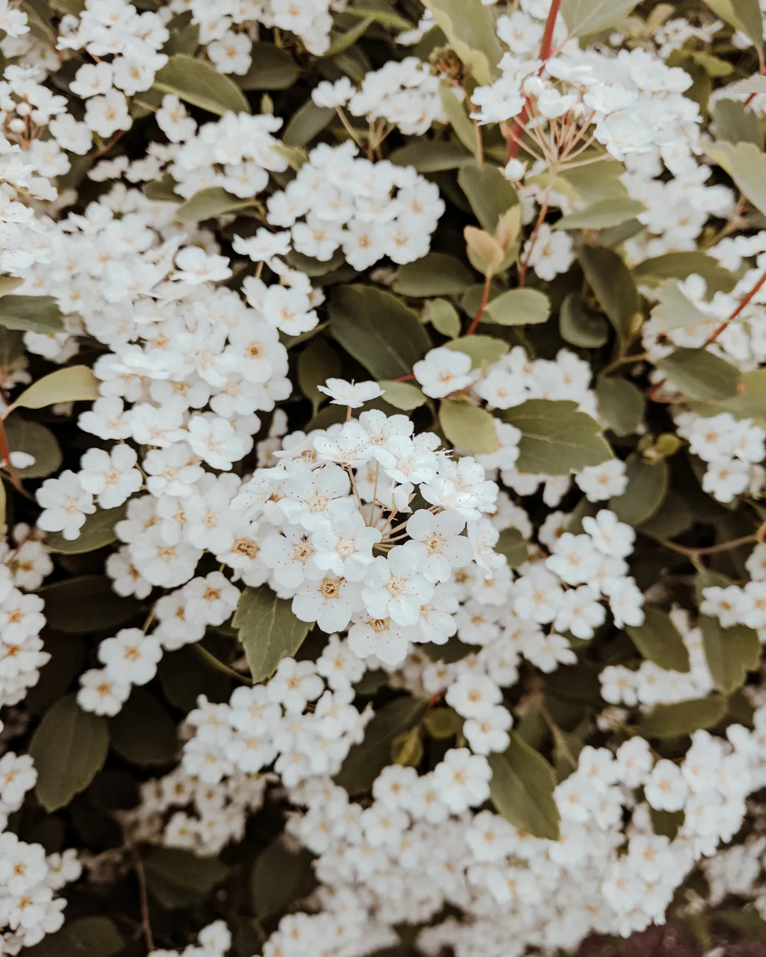 White blossoms among green leaves